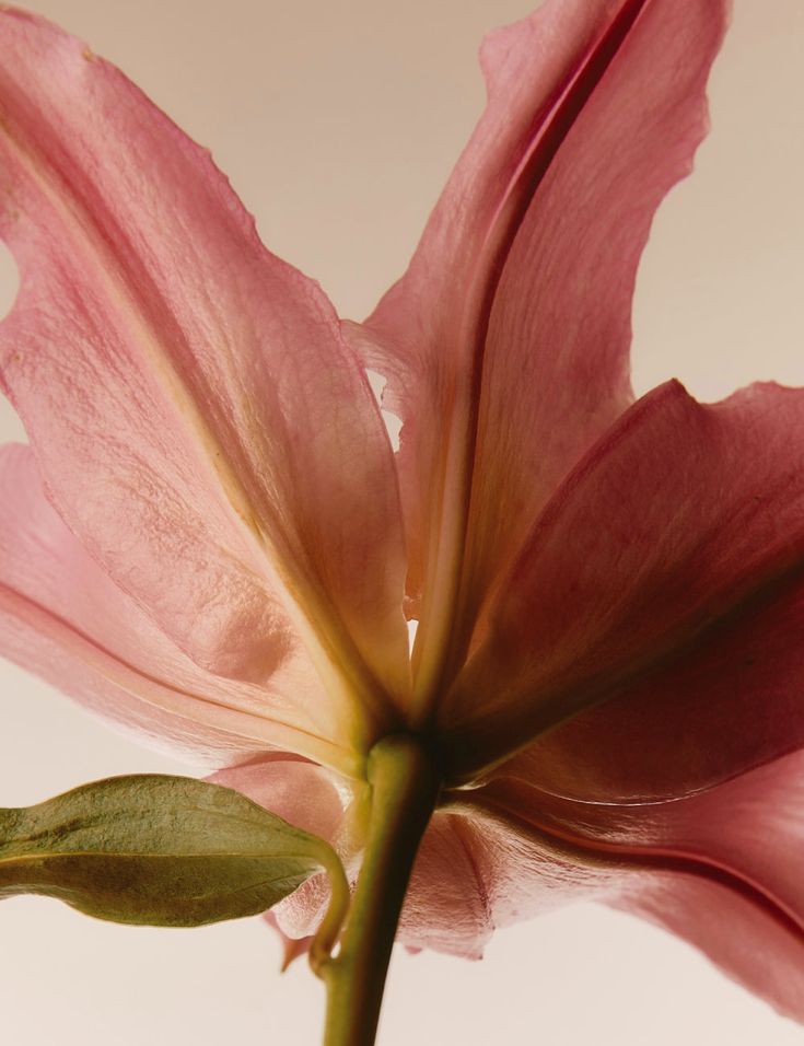 Parfums Floraux