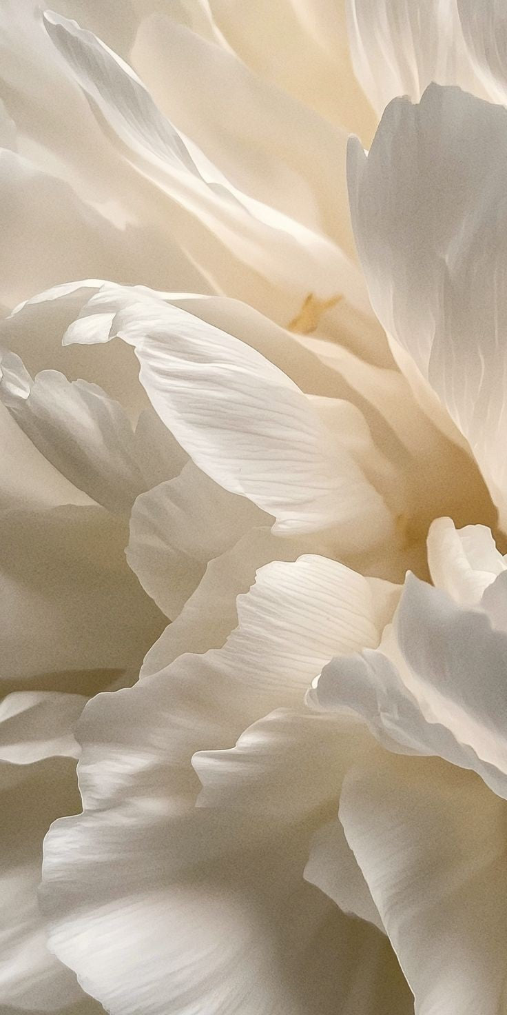 Parfums Musqués